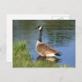 Canada Goose Animal Art Briefkaart (Voorkant / Achterkant)