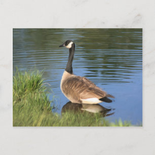 Canada Goose Animal Art Briefkaart