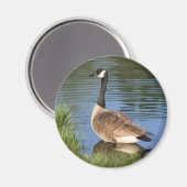 Canada Goose Animal Art Magnet Magneet (Voorkant / Achterkant)