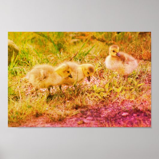 Canada Goose Babies Wildlife Art Poster (Voorkant)