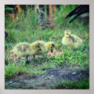 Canada Goose Babies Wildlife Poster