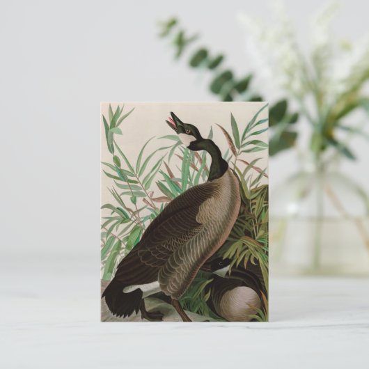 Canada Goose Birds of America Audubon Print Feestdagenkaart (Staand voorkant)