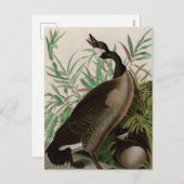 Canada Goose Birds of America Audubon Print Feestdagenkaart (Voorkant / Achterkant)