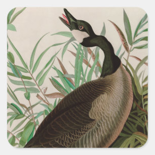 Canada Goose Birds of America Audubon Print Vierkante Sticker
