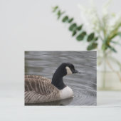 Canada Goose Briefkaart (Staand voorkant)