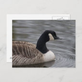 Canada Goose Briefkaart (Voorkant / Achterkant)