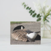 Canada Goose Briefkaart (Staand voorkant)