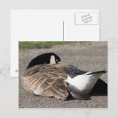 Canada Goose Briefkaart (Voorkant / Achterkant)