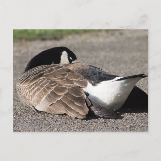 Canada Goose Briefkaart (Voorkant)