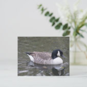 Canada Goose Briefkaart (Staand voorkant)