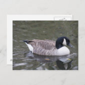 Canada Goose Briefkaart (Voorkant / Achterkant)