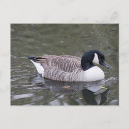 Canada Goose Briefkaart