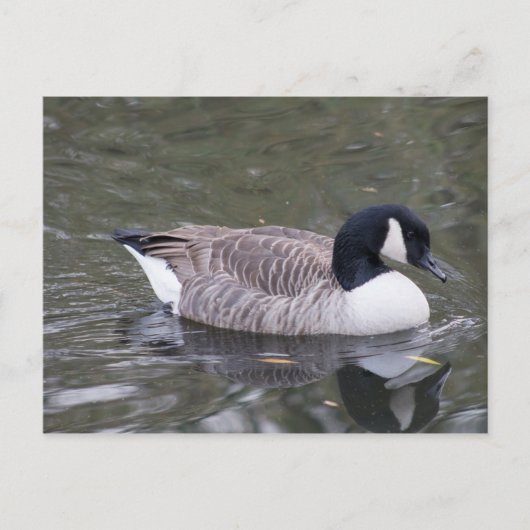 Canada Goose Briefkaart (Voorkant)