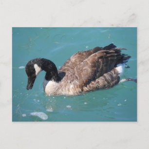 Canada Goose Briefkaart
