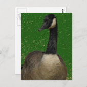 Canada Goose Briefkaart (Voorkant / Achterkant)