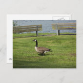 Canada Goose Briefkaart (Voorkant / Achterkant)