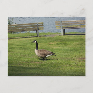 Canada Goose Briefkaart