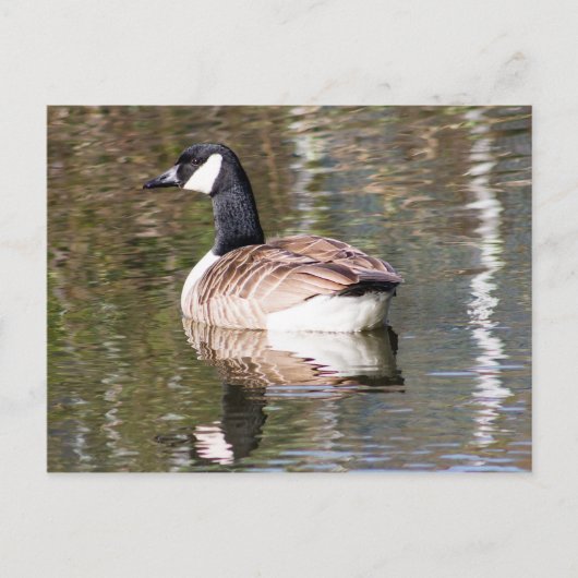 Canada Goose Briefkaart (Voorkant)