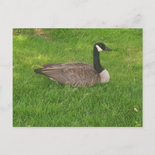 Canada Goose Briefkaart (Voorkant)
