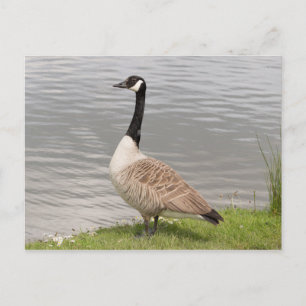 Canada Goose Briefkaart