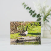 Canada Goose Briefkaart (Staand voorkant)