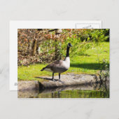 Canada Goose Briefkaart (Voorkant / Achterkant)