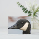 Canada Goose Briefkaart (Staand voorkant)