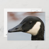 Canada Goose Briefkaart (Voorkant / Achterkant)