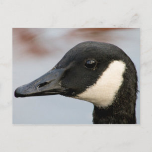 Canada Goose Briefkaart