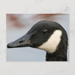 Canada Goose Briefkaart