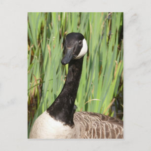 Canada Goose Briefkaart