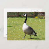Canada Goose Briefkaart (Voorkant / Achterkant)