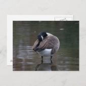 Canada Goose Briefkaart (Voorkant / Achterkant)