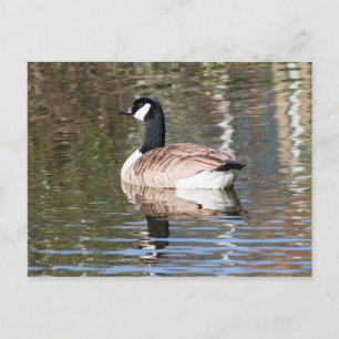 Canada Goose Briefkaart