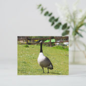 Canada Goose Briefkaart (Staand voorkant)
