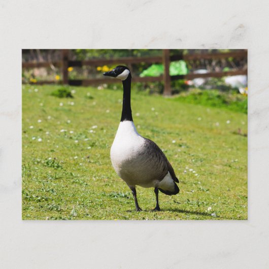 Canada Goose Briefkaart (Voorkant)
