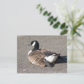 Canada Goose Briefkaart (Staand voorkant)