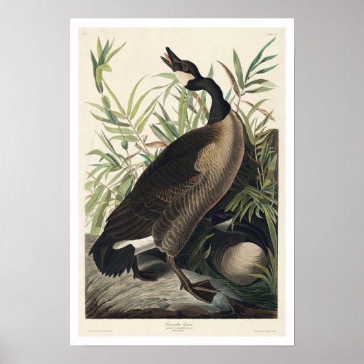 Canada Goose by Audubon Poster (Devant)