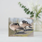 Canada Goose Couple Briefkaart (Staand voorkant)
