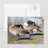 Canada Goose Couple Briefkaart (Voorkant / Achterkant)