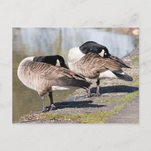 Canada Goose Couple Briefkaart (Voorkant)