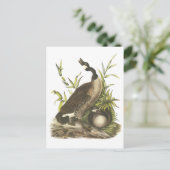 Canada Goose door Audubon Briefkaart (Staand voorkant)
