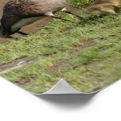 Canada Goose Family Wildlife Poster (Hoek)