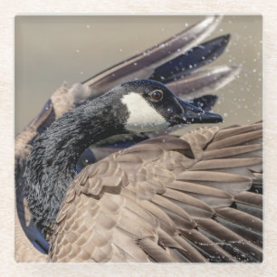 Canada Goose Glazen Onderzetter