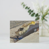Canada Goose Gosling Briefkaart (Staand voorkant)