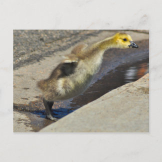 Canada Goose Gosling Briefkaart