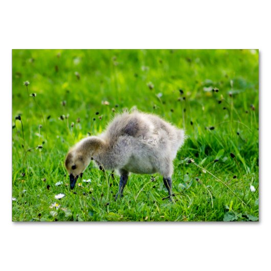 Canada Goose Gosling Kaart (Voorkant)