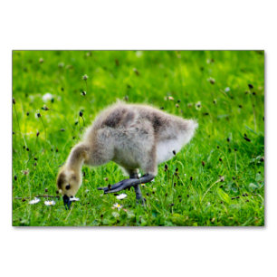 Canada Goose Gosling Kaart