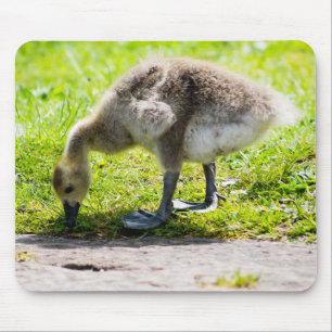 Canada Goose Gosling Muismat