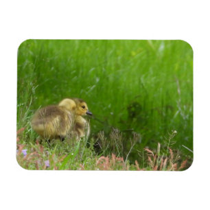 Canada Goose goslings Magneet